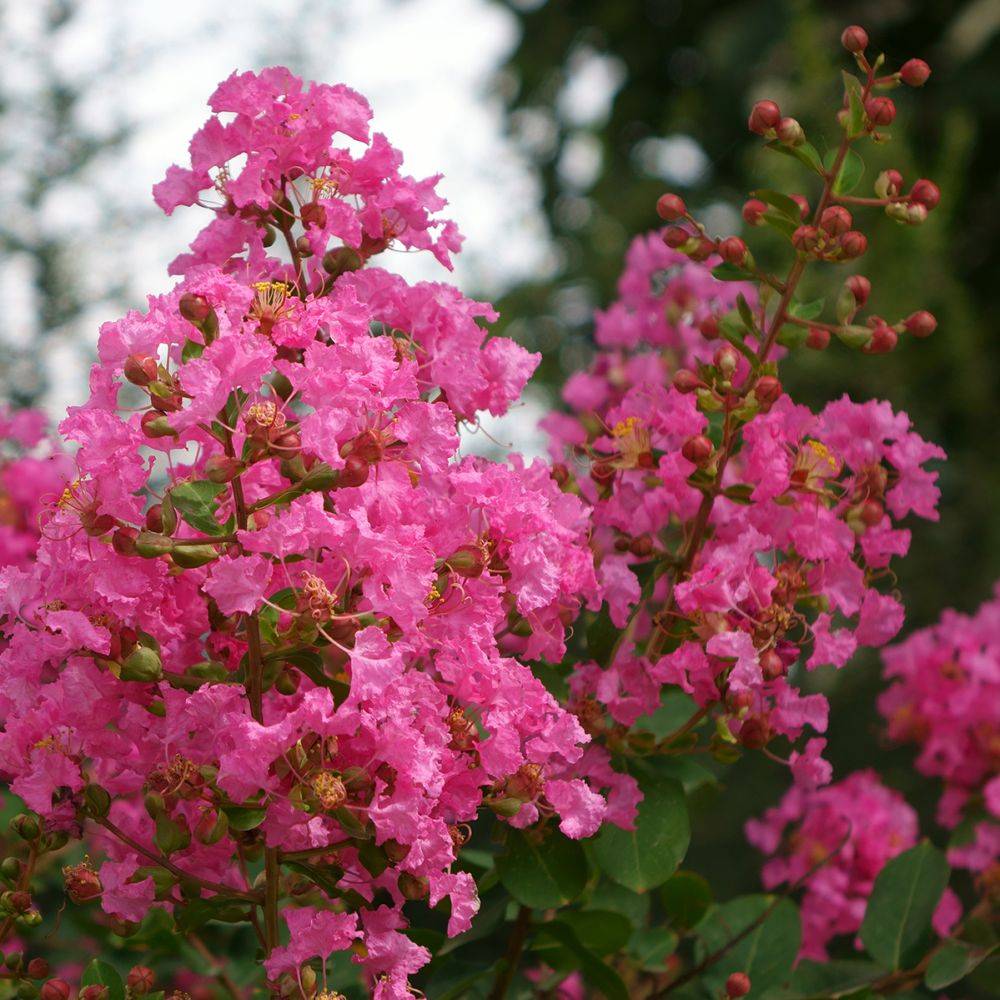 Lilas des Indes La Mousson® - Image 2