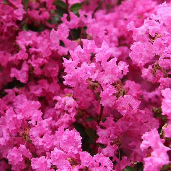 Lilas des Indes La Mousson® - Image 3