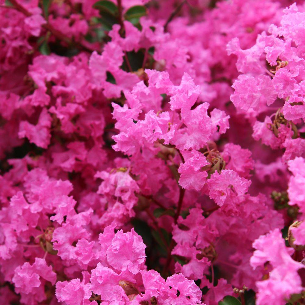 Lilas des Indes La Mousson® - Image 3