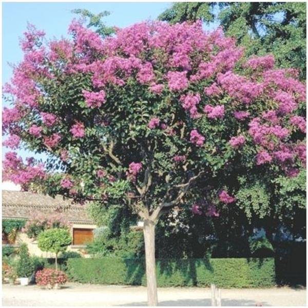 Lilas des Indes La Mousson® - Image 4