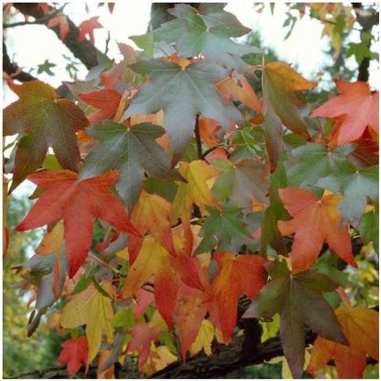 Liquidambar 'Worplesdon' - Image 2