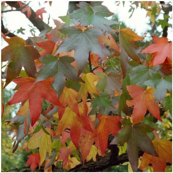 Liquidambar 'Worplesdon' - Image 2