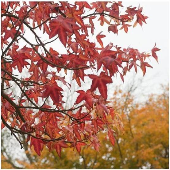 Liquidambar 'Worplesdon' - Image 4
