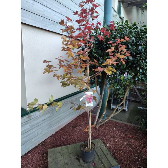 Liquidambar 'Worplesdon' - Image 5