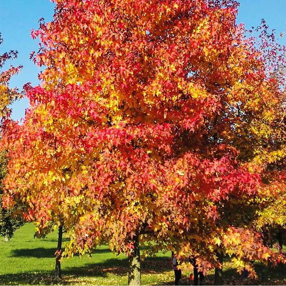 Liquidambar 'Worplesdon'