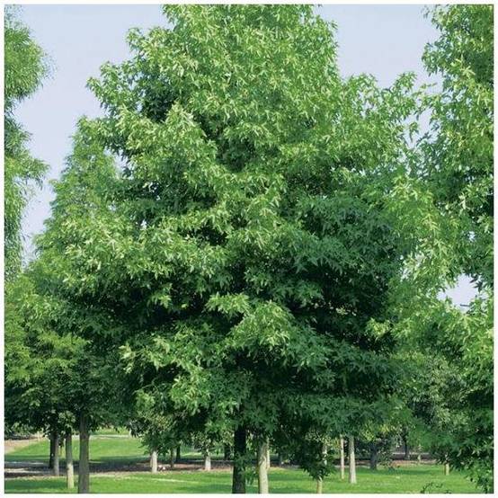Liquidambar 'Worplesdon' - Image 3