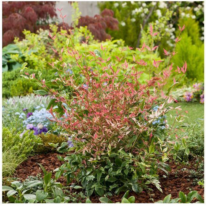 Bambou sacré - Nandina Twilight® - Image 3