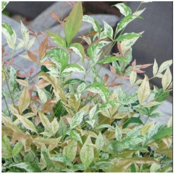 Bambou sacré - Nandina Twilight® - Image 6
