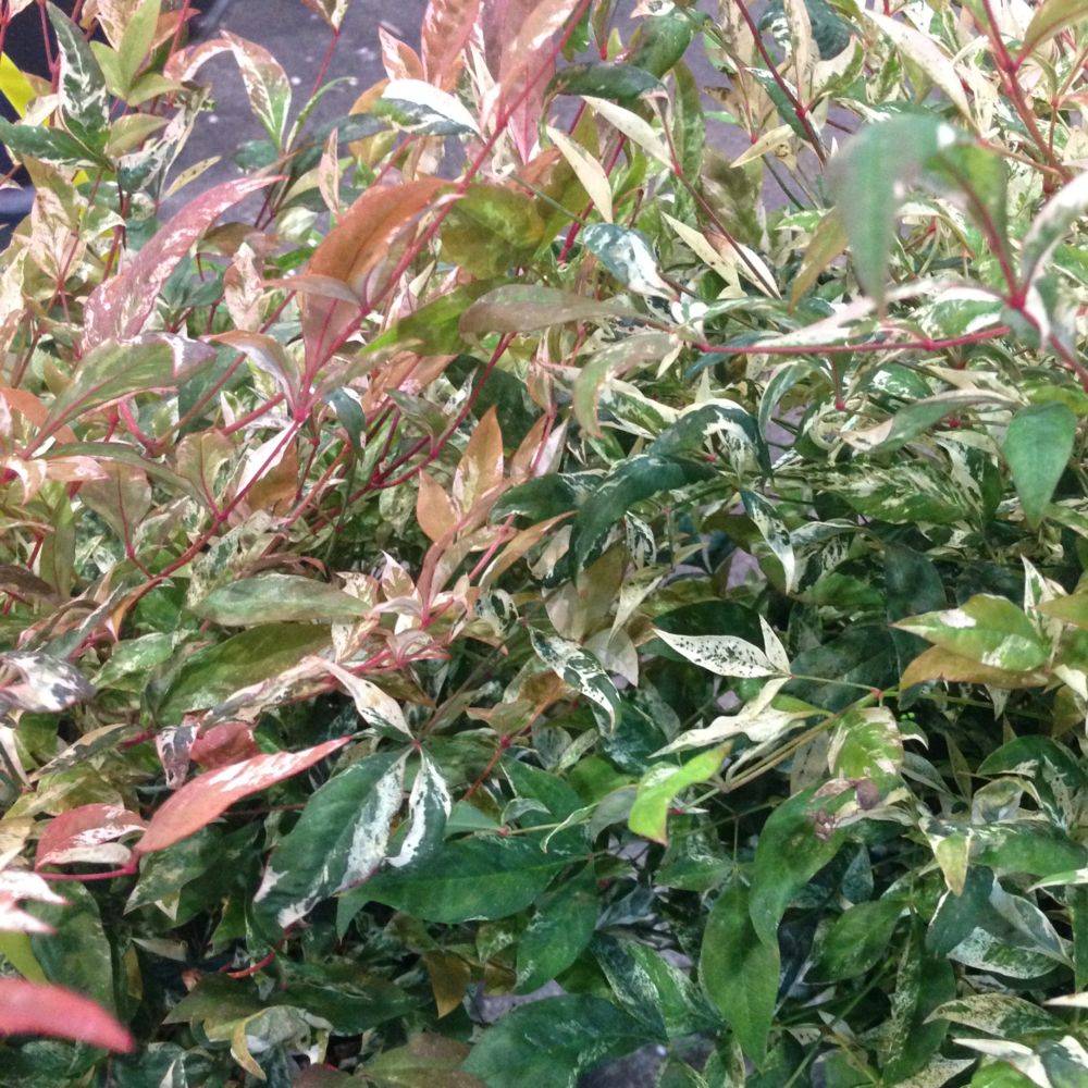 Bambou sacré - Nandina Twilight® - Image 5