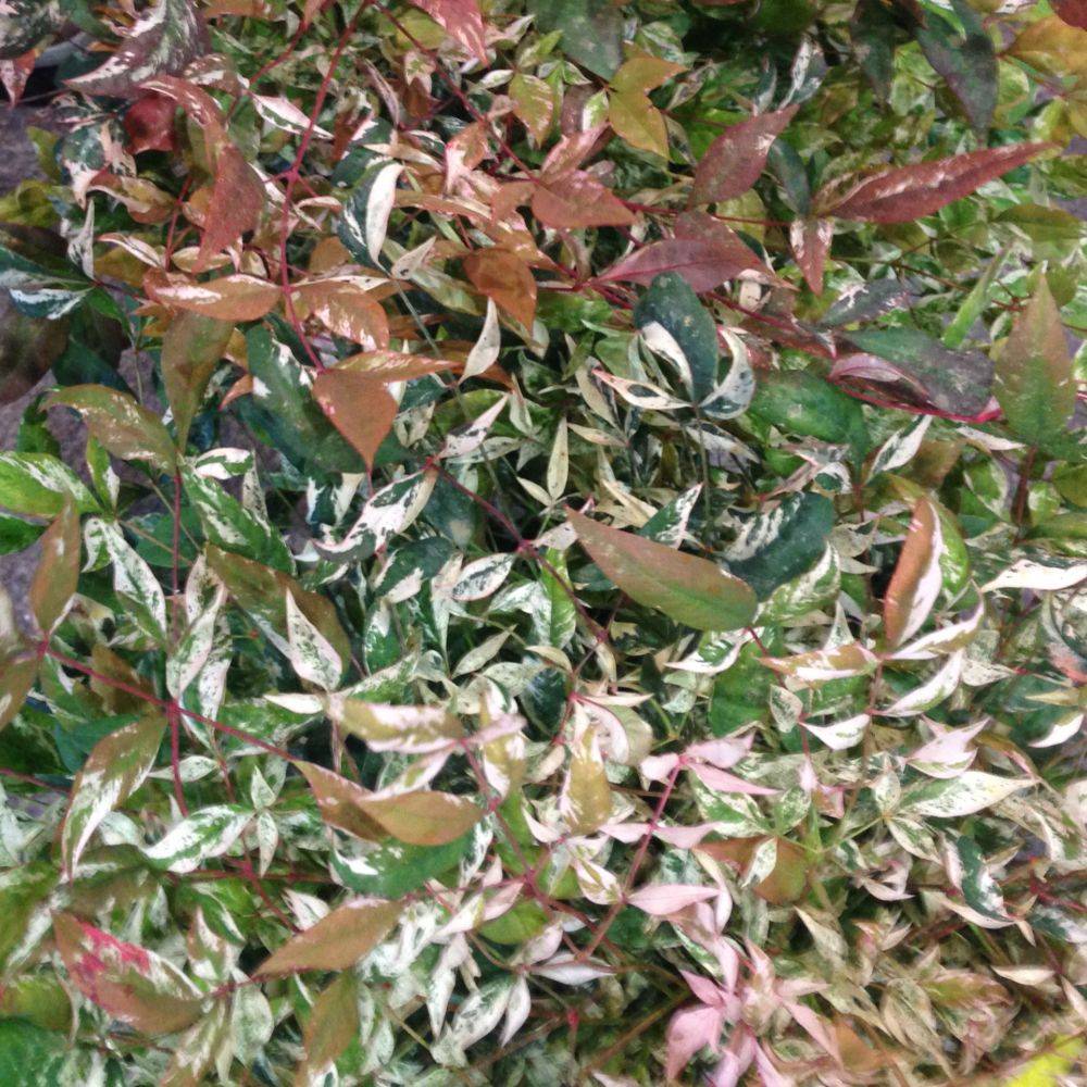 Bambou sacré - Nandina Twilight® - Image 1