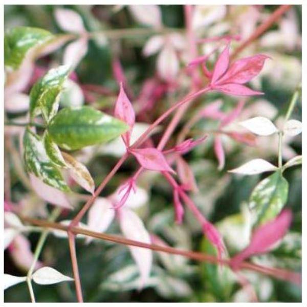 Bambou sacré - Nandina Twilight® - Image 4