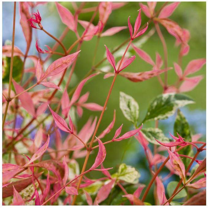 Bambou sacré - Nandina Twilight® - Image 2