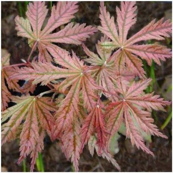 Erable du Japon 'Reticulatum Red'