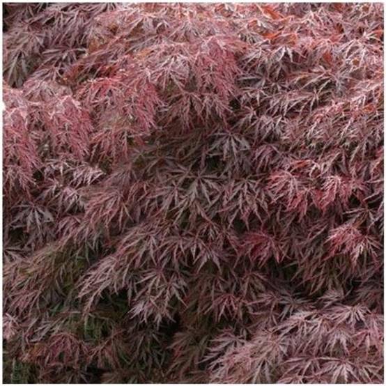 Erable du Japon 'Dissectum Inaba Shidare'