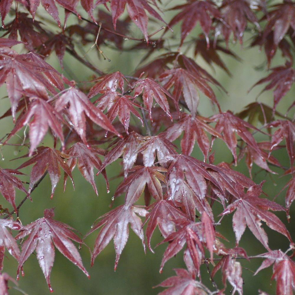 Erable du japon 'Bloodgood' - Image 2