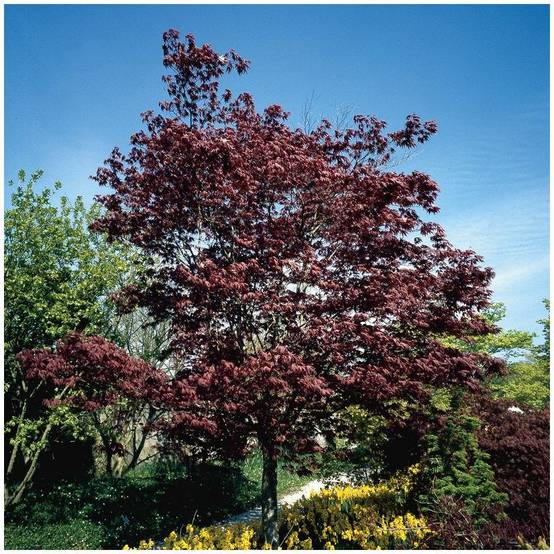 Erable du japon 'Bloodgood' - Image 3