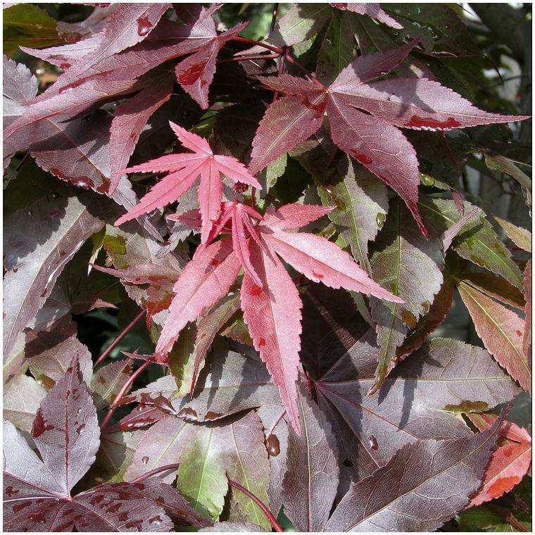 Erable du japon 'Bloodgood'