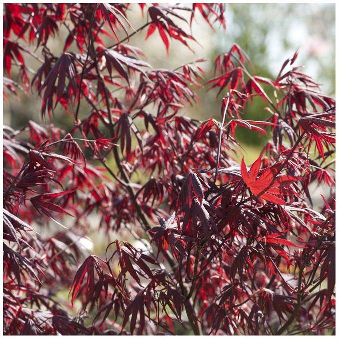 Erable du japon 'Bloodgood' - Image 4