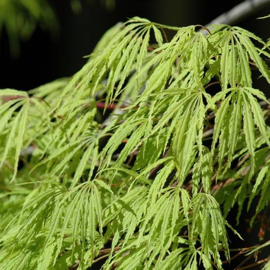 Erable du Japon 'Dissectum Viridis' - Image 2