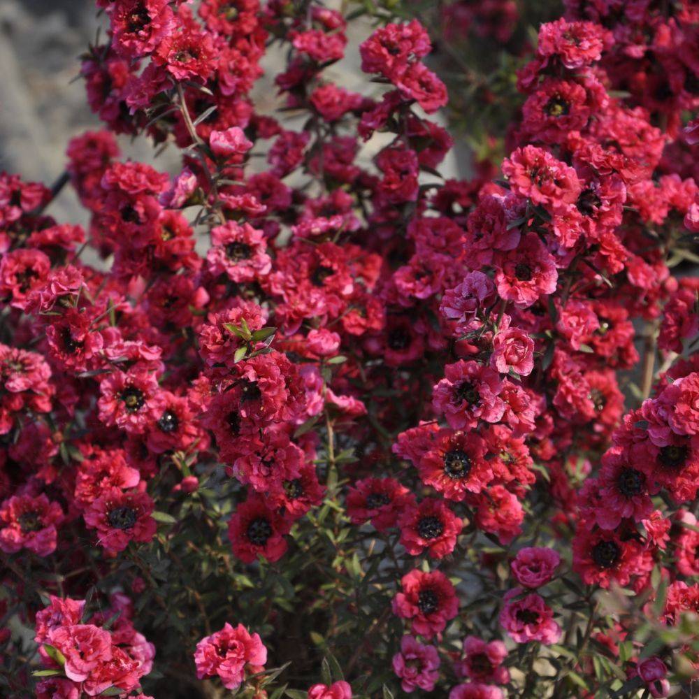 Leptospermum 'Red damask'