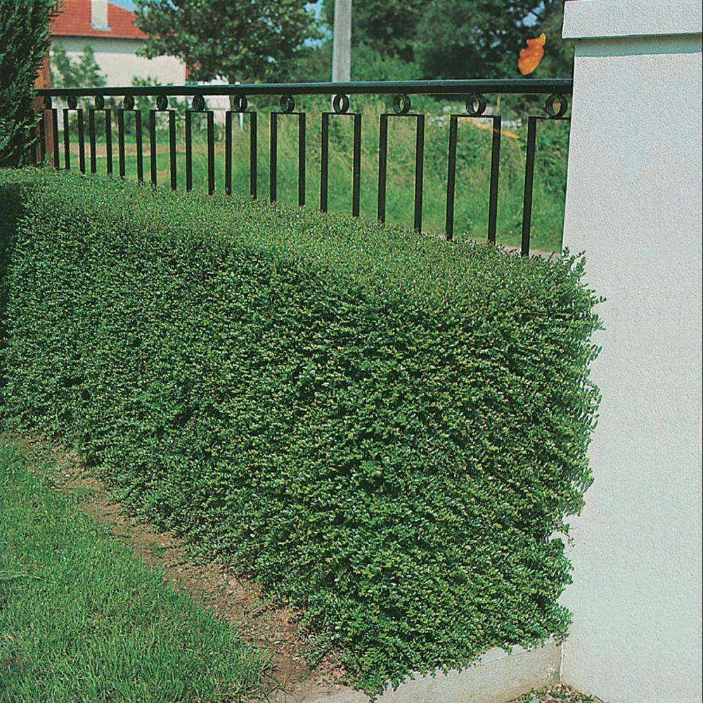 Chèvrefeuille arbustif - Image 3