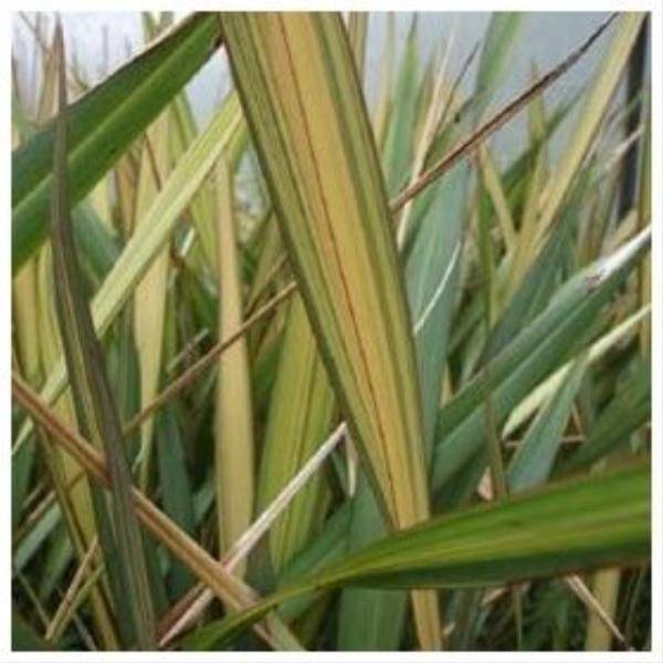 Phormium 'Maori maiden' - Lin de Nouvelle-Zélande