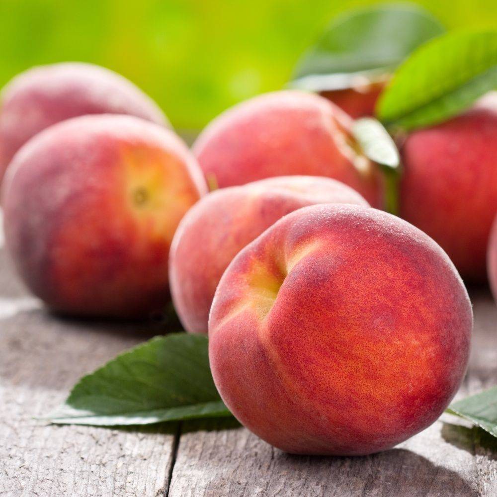 Pêcher de balcon 'Peach Me Red' - Fruit Me® - Image 2