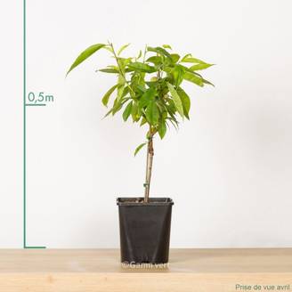 Pêcher de balcon 'Peach Me Red' - Fruit Me®