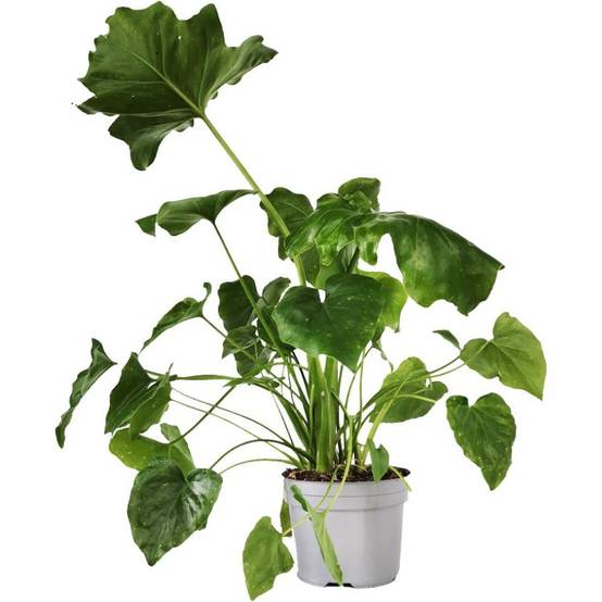 Philodendron selloum - Image 2