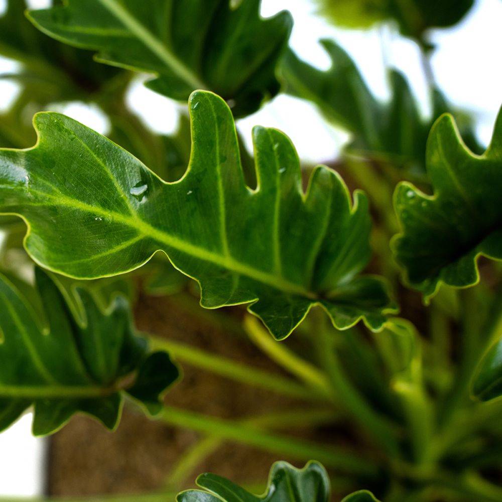 Philodendron selloum - Image 3