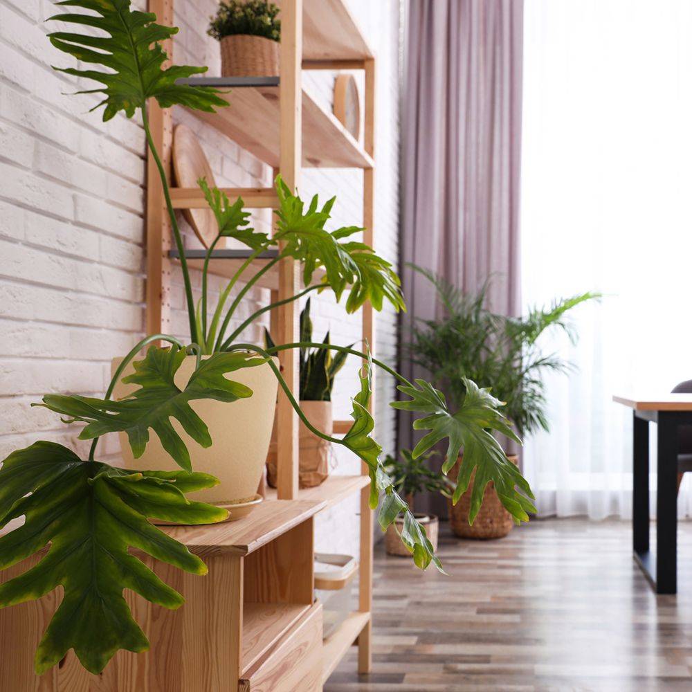 Philodendron selloum - Image 1