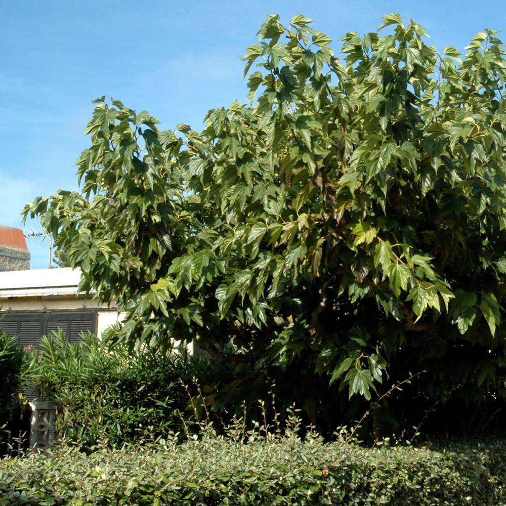 Mûrier platane