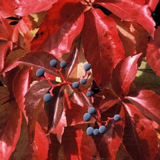 Vigne vierge Red wall® 'Troki'