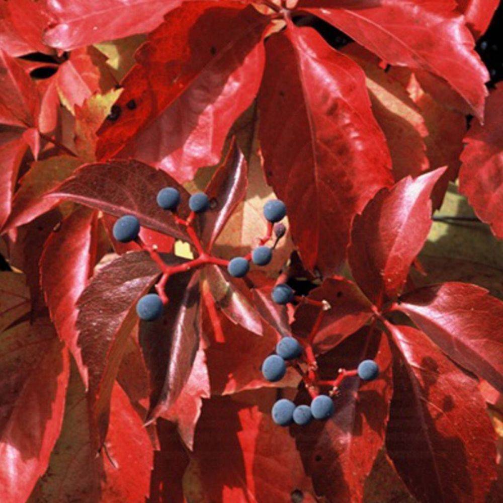 Vigne vierge Red wall® 'Troki'