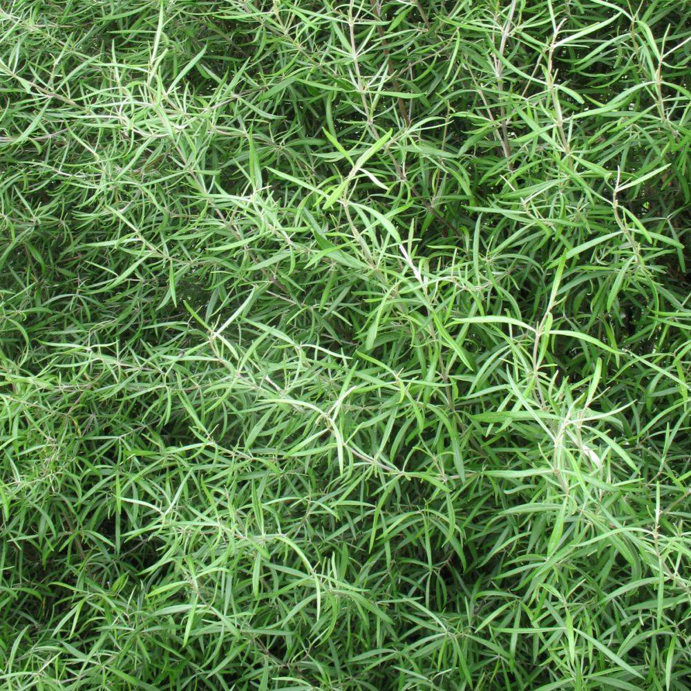 Oléaria virgata
