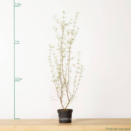 Oléaria virgata - Image 3