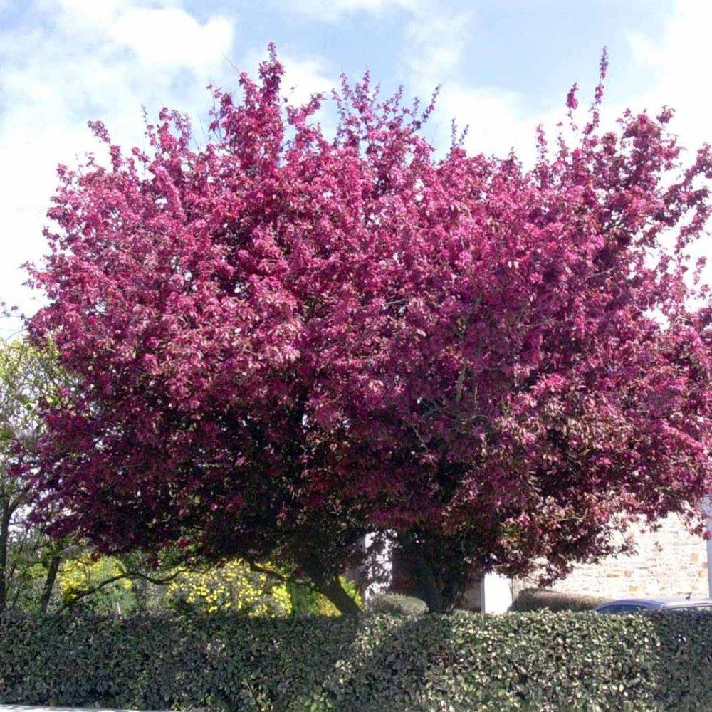 Pommier d'ornement Courtarou - Image 2