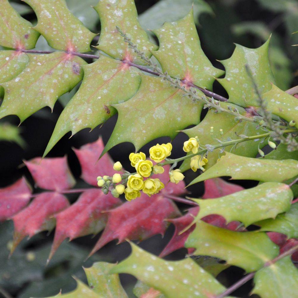 Mahonia du japon 'Beali'
