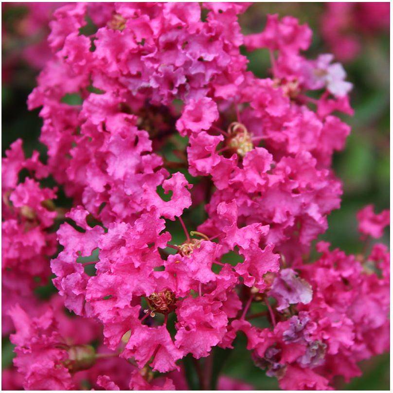 Lilas des Indes Houston® - Image 2