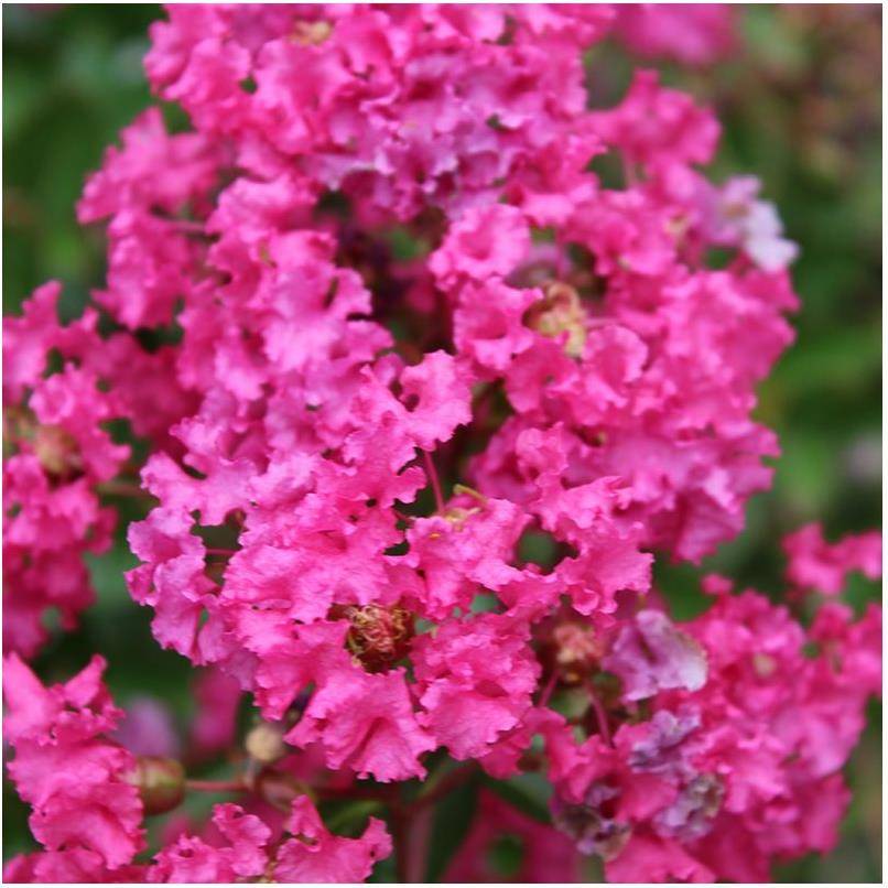Lilas des Indes Houston®