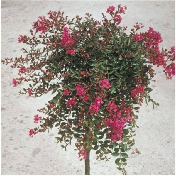 Lilas des Indes Houston® - Image 3
