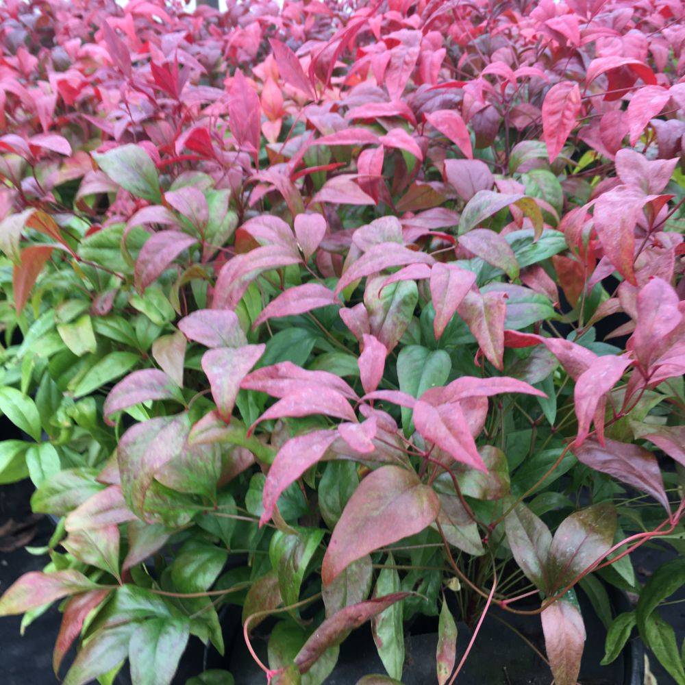 Bambou sacré - Nandina Blush Pink Aka - Image 2