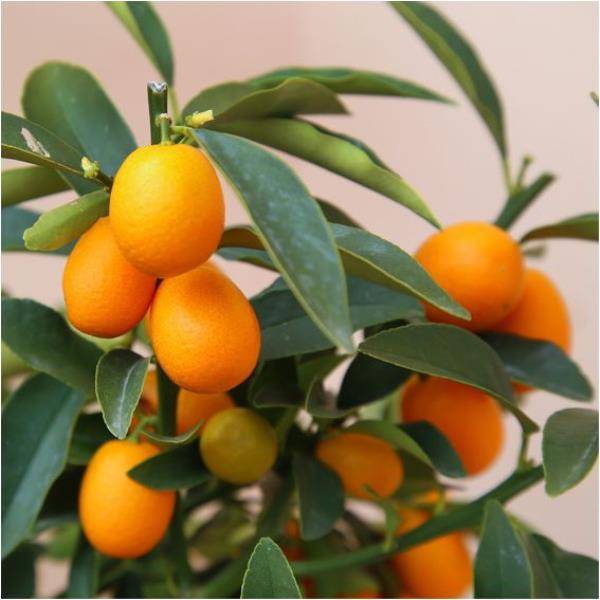 Kumquat