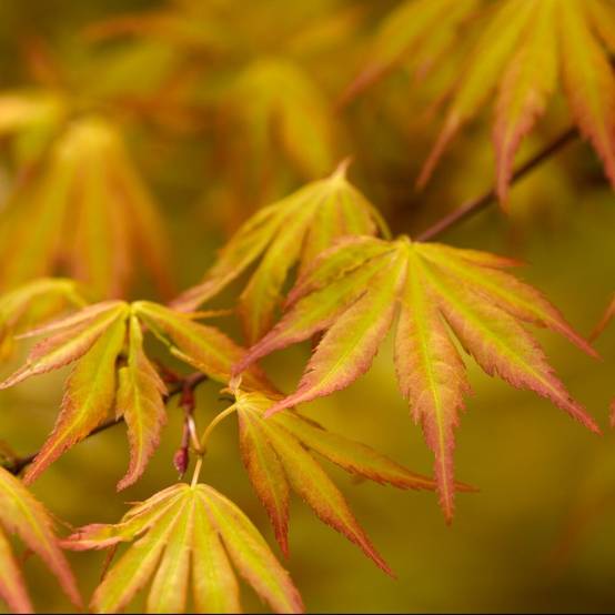 Erable du Japon 'Orange Dream' - Image 1