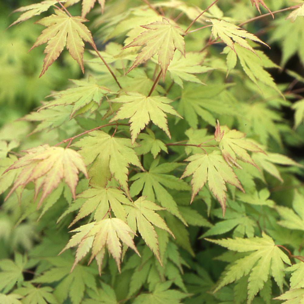 Erable du Japon 'Orange Dream' - Image 2
