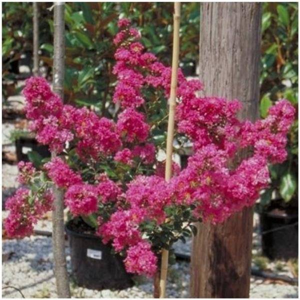 Lilas des indes Petite orchidée