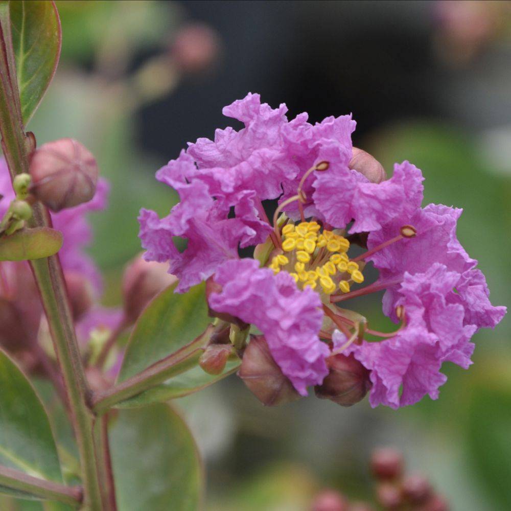 Lilas des Indes Violet d'été - Image 2