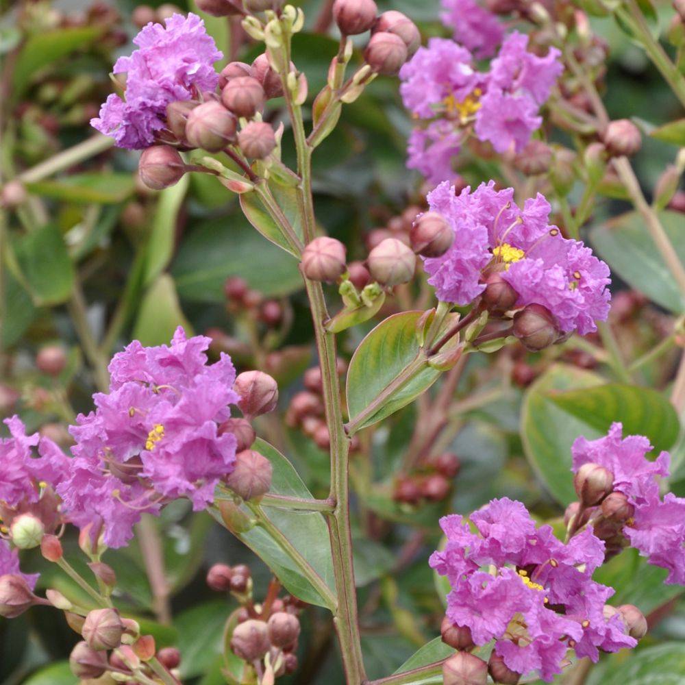 Lilas des Indes Violet d'été - Image 1