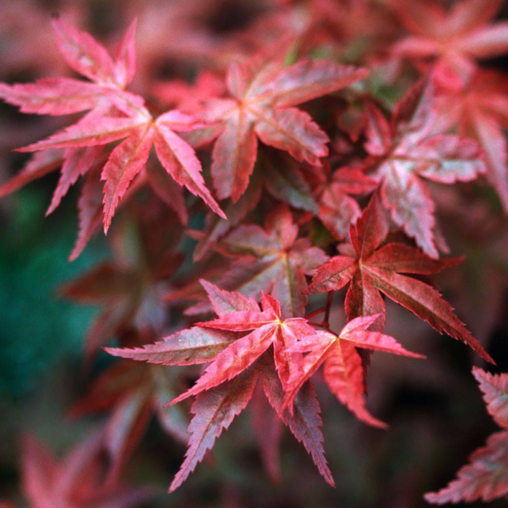 Erable du Japon 'Atropurpureum' - Image 1