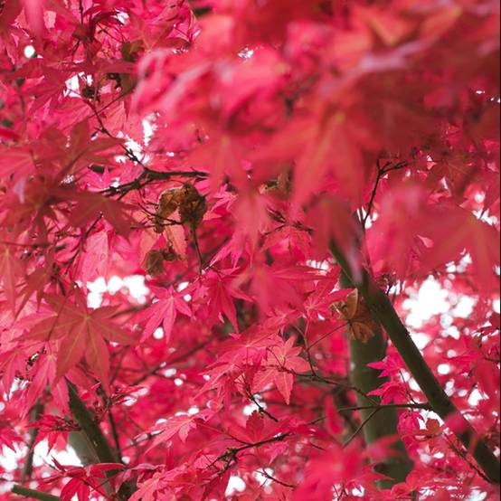 Erable du Japon 'Atropurpureum' - Image 2